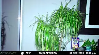 Plant at the Vue
