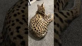 How does a serval look? #cat #servals #serval #kitten #shorts