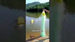 El Misterioso L&iacute;quido Rojo para Pescar 😲🐟 #shorts #pesca #naturaleza