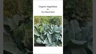 &ldquo;Organic Vegetables in our backyard&rdquo; #minivlog  #home #villagelife  #organicfarming