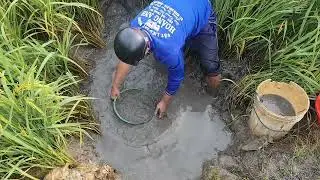 Giải cứu cá rô đồng mắc cạn (T110) 