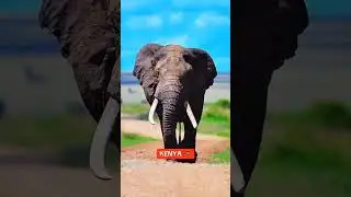 #shorts #wildlife #nature #animals #nationalgeographic #adventure #wildlifephotography