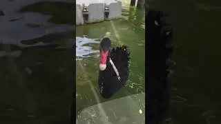 Hand Feeding Baby Swans #animals #shorts #funny