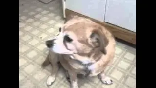 Dog vine video