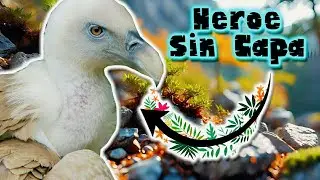 Buitre Leonado | Documental de Animales