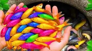 Catch Strange Freshwater Aquarium Fish in Garden, Baby Turtles, Bronze Guppy, Carp, Eels, Goldfish