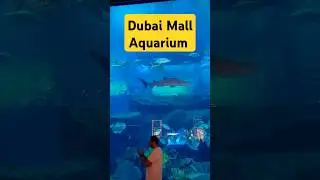 Dubai Mall Aquarium #dubaimall #dubai