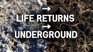 THIS Korean Soil Method Brings Dead Soil Back to Life FAST