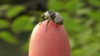 🐝 Japan Camouflage Weevil - Family Curculionoidea - Real Japan Monsters