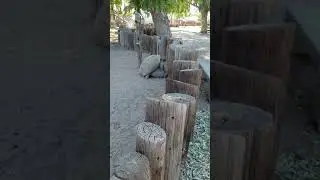 Intimate Sounds of the African Spurred Tortoise