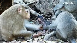 happy new years with video monkey Rose comfort little baby monkey, she really love this baby.