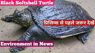 Black Softshell Turtle | Environment in News for UPSC | Current affairs for upsc in hindi #SimpleCSE