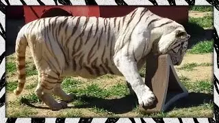 Big Cat Scratching Posts!