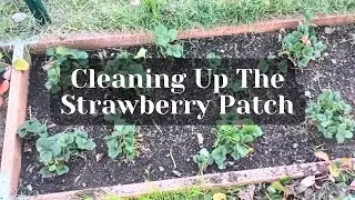 How I prune and clean up the strawberry patch in winter
