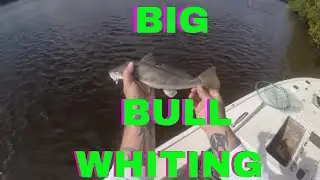 FISHING DEEP HOLES FOR BULL RIVER WHITING