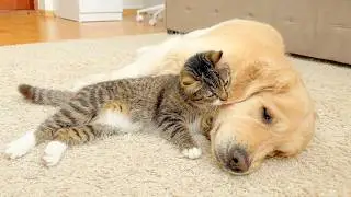 Unbelievable Patience! Golden Retriever Never Gets Angry at Kitten
