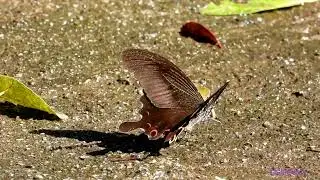 butterfly.240702401p08tt-papilio helenus 玉斑鳳蝶-A001C03