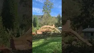 What&rsquo;s the biggest Albizia you&rsquo;ve cut ? Talking base of tree size not height (they are all tall) 😂