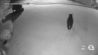 Black bear spotted in Painesville Township