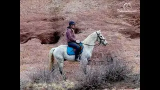 Missouri Foxtrotter For Sale