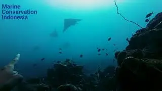 Devil Ray (Mobula), Gili Air, Gili Meno, Gili Trawangan Marine Protected Area, Lombok - Indonesia