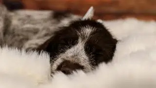 Wirehaired Pointing Griffon: A Perfect Therapy Dog