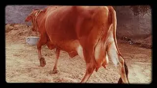 || Sahiwal+Jersey Cross Breed Cow || 25 Litre Milk Capacity 👍 || Available For Sale in Hisar ||
