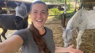 ☀️ MORNING ROUTINE of an EQUESTRIAN Fall 2022 #routine #equestrian #morningroutine #horse #fall