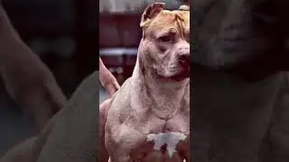 пидбуль🤩🥰