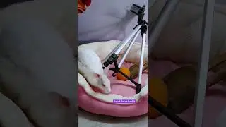 Rabbit baby Bunny playing video #shorts #rabbit #bunny #pets @animalplanet1896