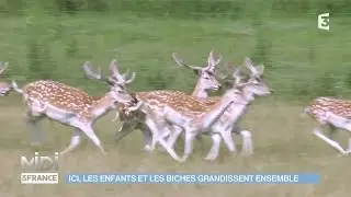 ANIMAUX : Ici, les enfants et les biches grandissent ensemble