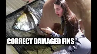 HOW TO Trim Your Fish's Fins - ADayWithT