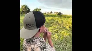 Zebra hunt in Mozambique Africa
