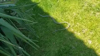 Bull snake goes into attack mode and then retreats