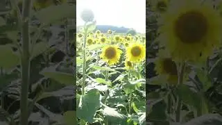 Sunflower field Pittsford,NY #sunflowers