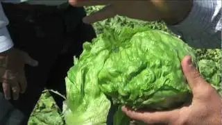 Salinas Agricultural Tour