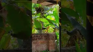 😍🦚 Time is on my side to see the two peacocks! #goaindiatravel #peacock #shortvideo #гоаиндиятревел