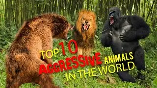 Top 10 Most Aggressive Animals In The World | The Aggressive Animals