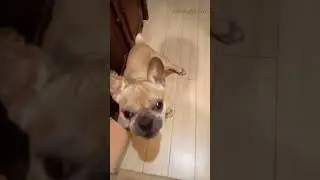 Французский Бульдог пытается, что то сказать 😍! #Shorts
