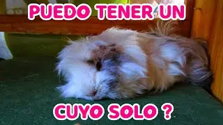 PUEDO TENER SOLO UN CUYO ?