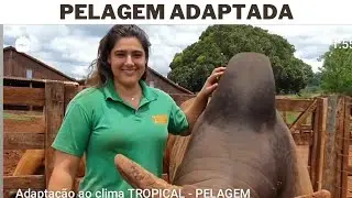 Adaptação ao clima tropical - PÊLOS raça SINDI