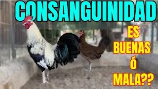 CONSANGUINIDAD.... ES BUENA o MALA????