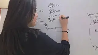 Organic Chemistry Review II: Analytical Techniques (GC-MS, NMR)
