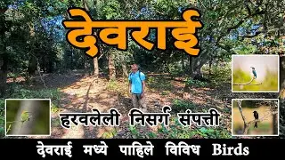 Phansad Wildlife Sanctuary देवराई: A Paradise for Birdwatchers 🦜 #birdwatchingindia #devrai