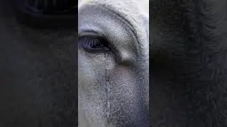 Sapi menangis saat mendengarkan suara takbiran #sapimenangis #shortvideo #iduladha2025 #allahuakbar