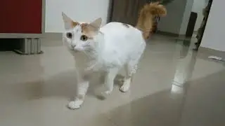आई बाबा सोबत लपाछपी खेळायला खूप आवडते पोराला!