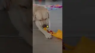 Puppy's First Toy Unboxing! 🐾 Pure Joy! #shorts #shortsvideo