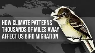 How Climate Patterns Thousands of Miles Away Affect US Bird Migration