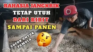TERBARU 🟠 CARA JANGKRIK TIDAK MATI SAMPAI PANEN