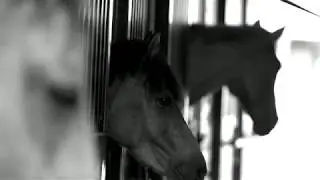 The Perfect Place Mini Series - World Class Equestrian In 30 Seconds